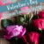 A pin with beautiful roses with text overlay “What is the Sad Story Behind Valentine’s Day"