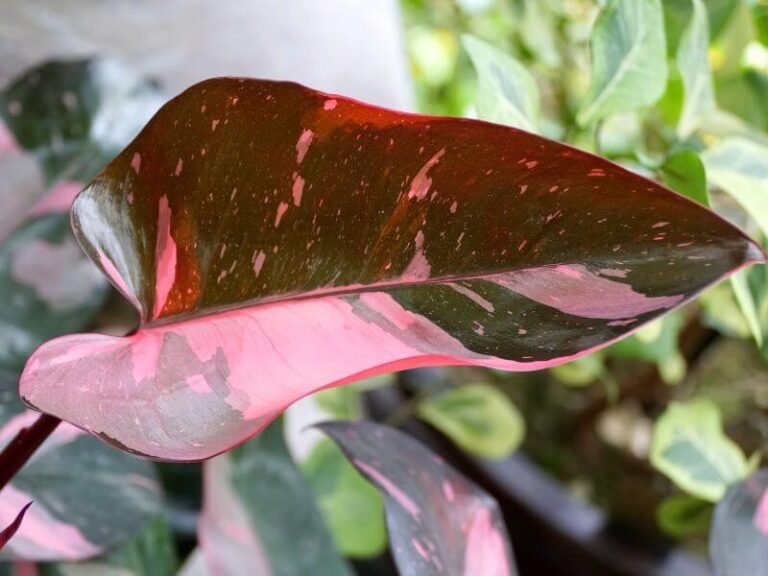 Pink Princess Philodendron