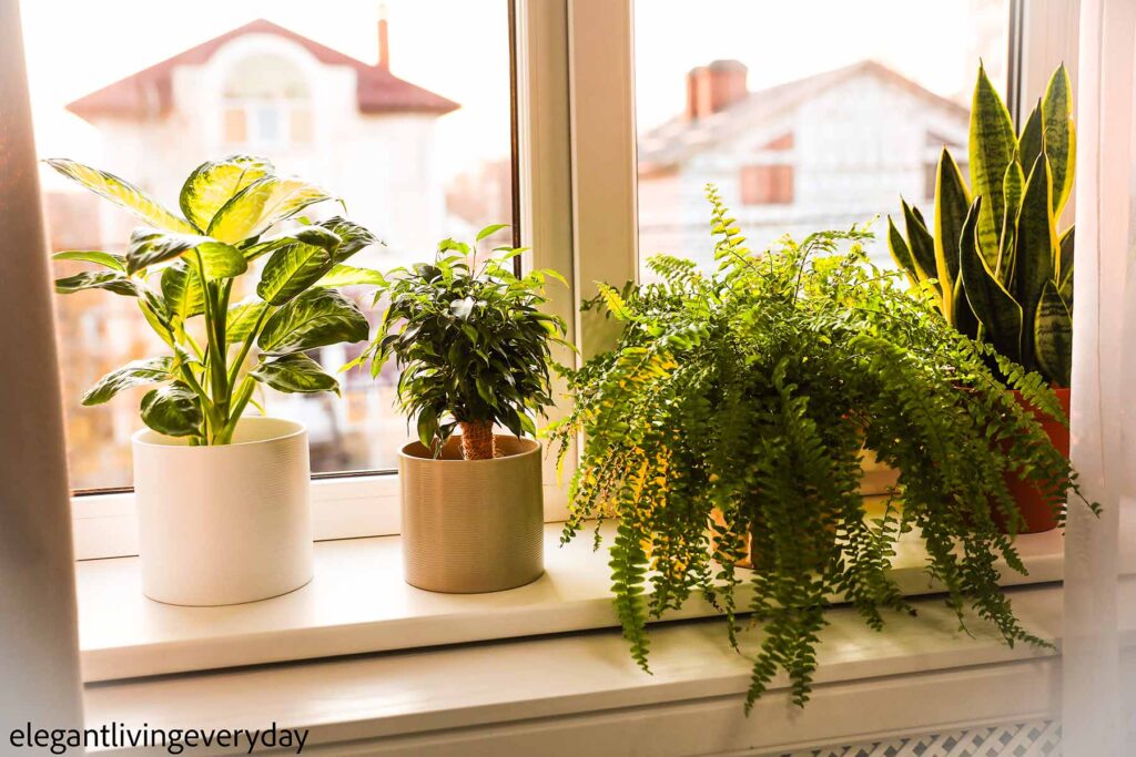 Adding natural plants to a window sill 